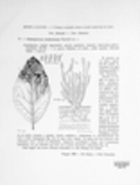 Cladosporium condylonema image